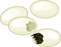 Cute cartoon European pond turtle hatching out of egg Royalty Free Stock Photo